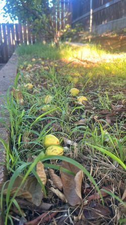Organic Homegrown Guavas