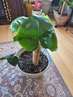 Monstera
