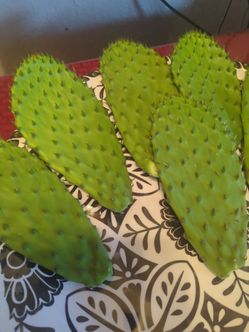 nopales organicos 5 la libra