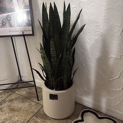 Brand new snake tree