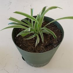 Spider Plant In Plastic Pot