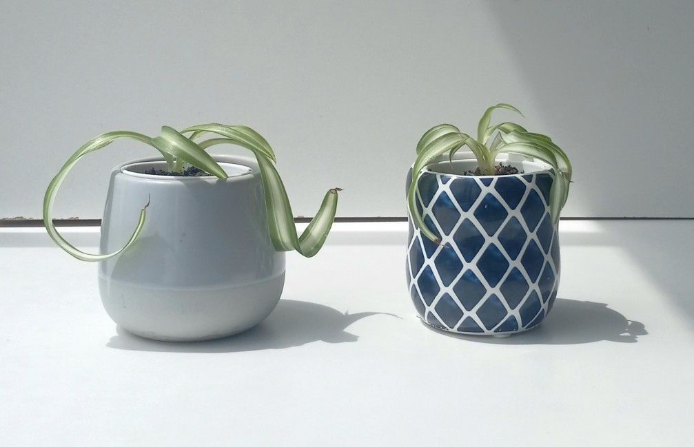 Trendy Lush Curly Variegated Spider Plant Bonnie/ Indoor Plant/ House Plant Flower Patio Garden