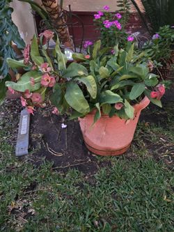 Corona De Cristo /crown Plant