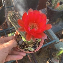 Lobivia Cactus
