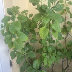 Oregano Plant