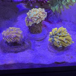 Artificial Gold/banana Torch Coral