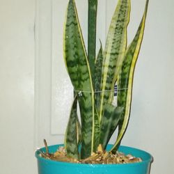 Sanseveria Laurenti Plant 