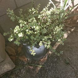 Succulent 