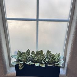 Potted succulents (faux but looks real)