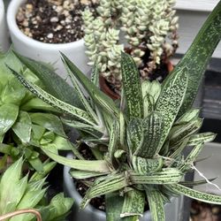 Succulents 