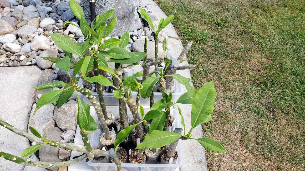 Plumeria Plants $10-$40