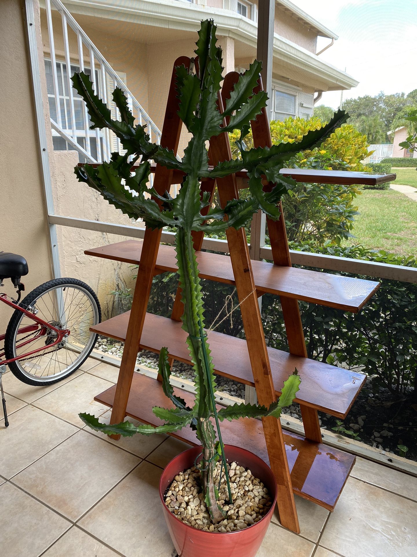 REAL CACTUS TREE - 5 Feet 7 Inches Tall