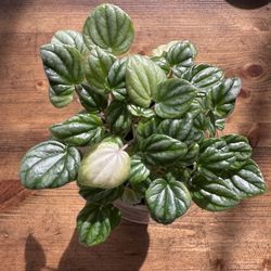 Peperomia Plant 3.5” Pot