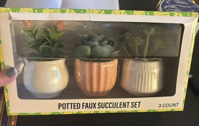 Mini Succulents