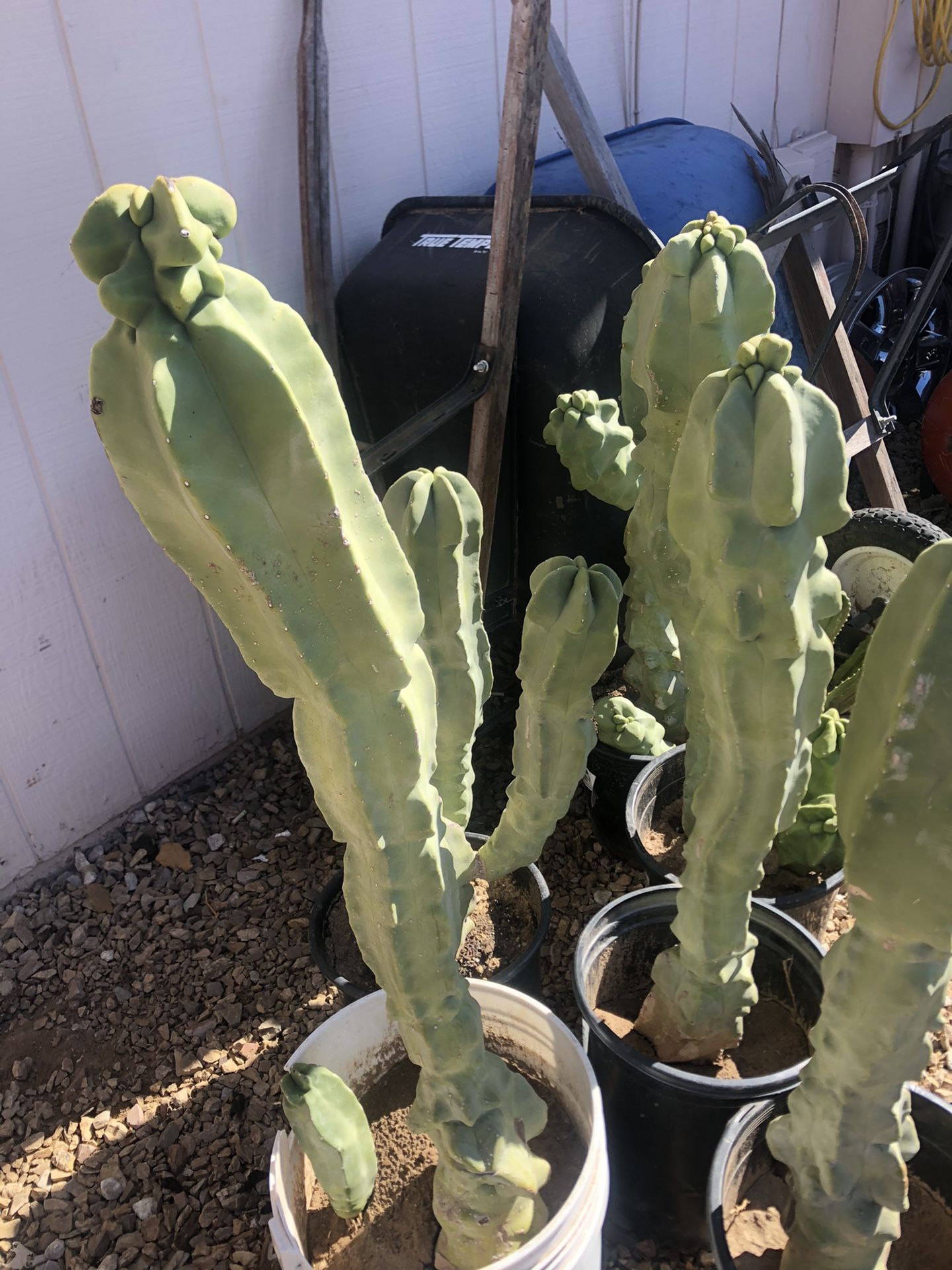 Cactus