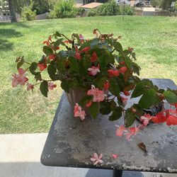 1 5 Gallon Pink/red Begonia Flower Pot 