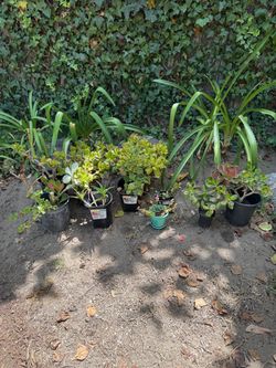 Plants