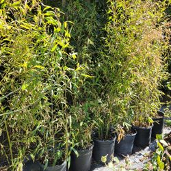 Bamboo Tree