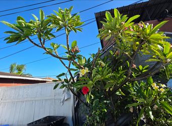 🚨 UNIQUE 2-COLOR COMBO PLUMERIA TREE IN WOOD PLANTER 🚨