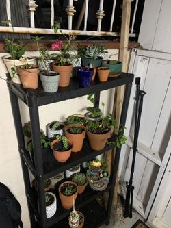  Plants 🪴 Succulents 2:00 And 5:00 Dlls 