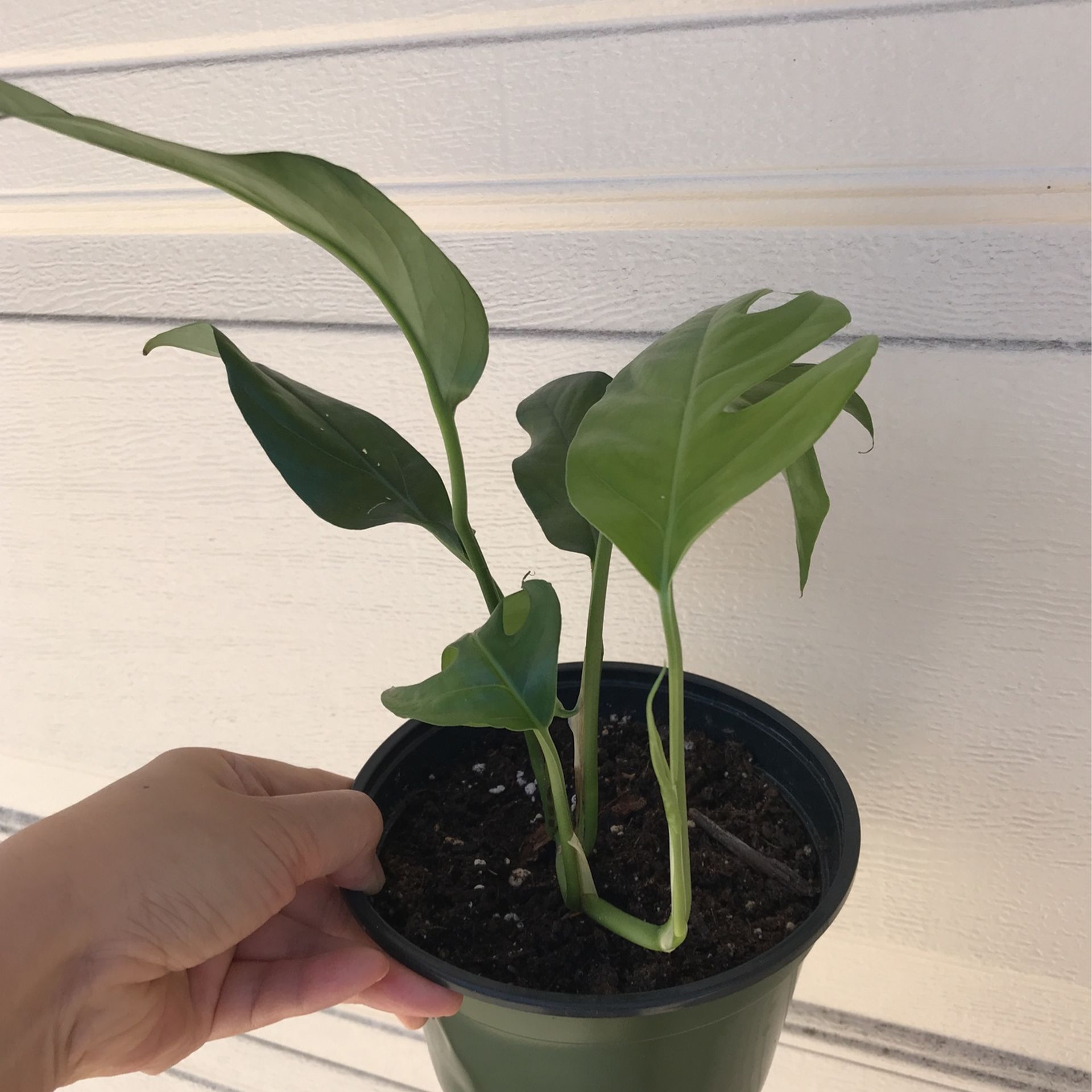 pothos pronounced Pothos Robin - Terunoworld Pothos - Japanese Pothos - 4 Pot