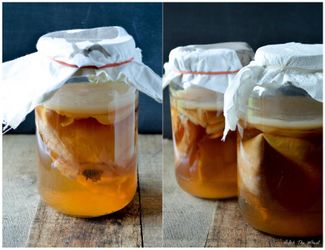 Kombucha Tea SCOBY, probiotic