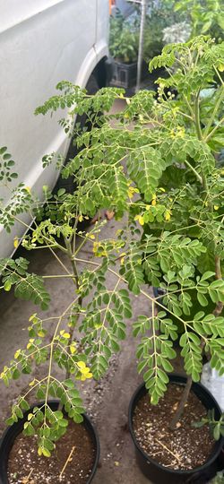 Moringa