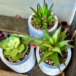 Small, artificial succulents
