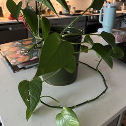 Pothos Plant And Pot