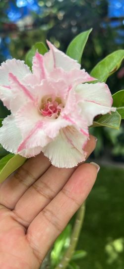 Deserte rose