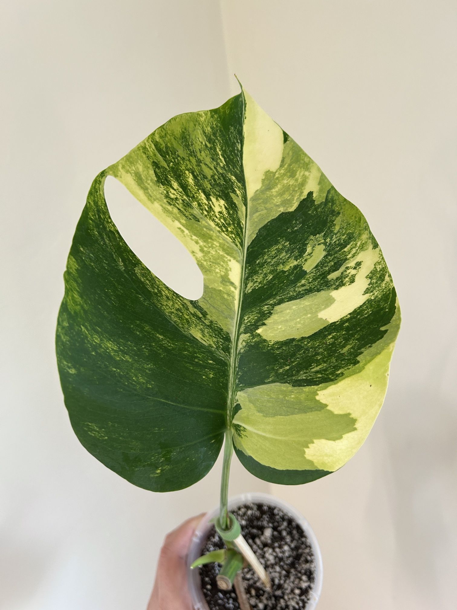 Monstera Aurea β Fully Rooted