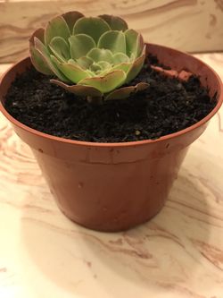 Beautiful Succulent Flower