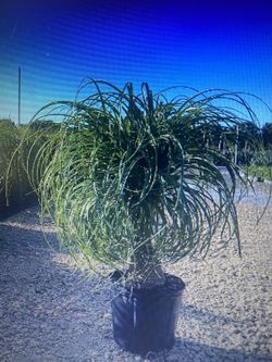 Indoor Plants For Sale