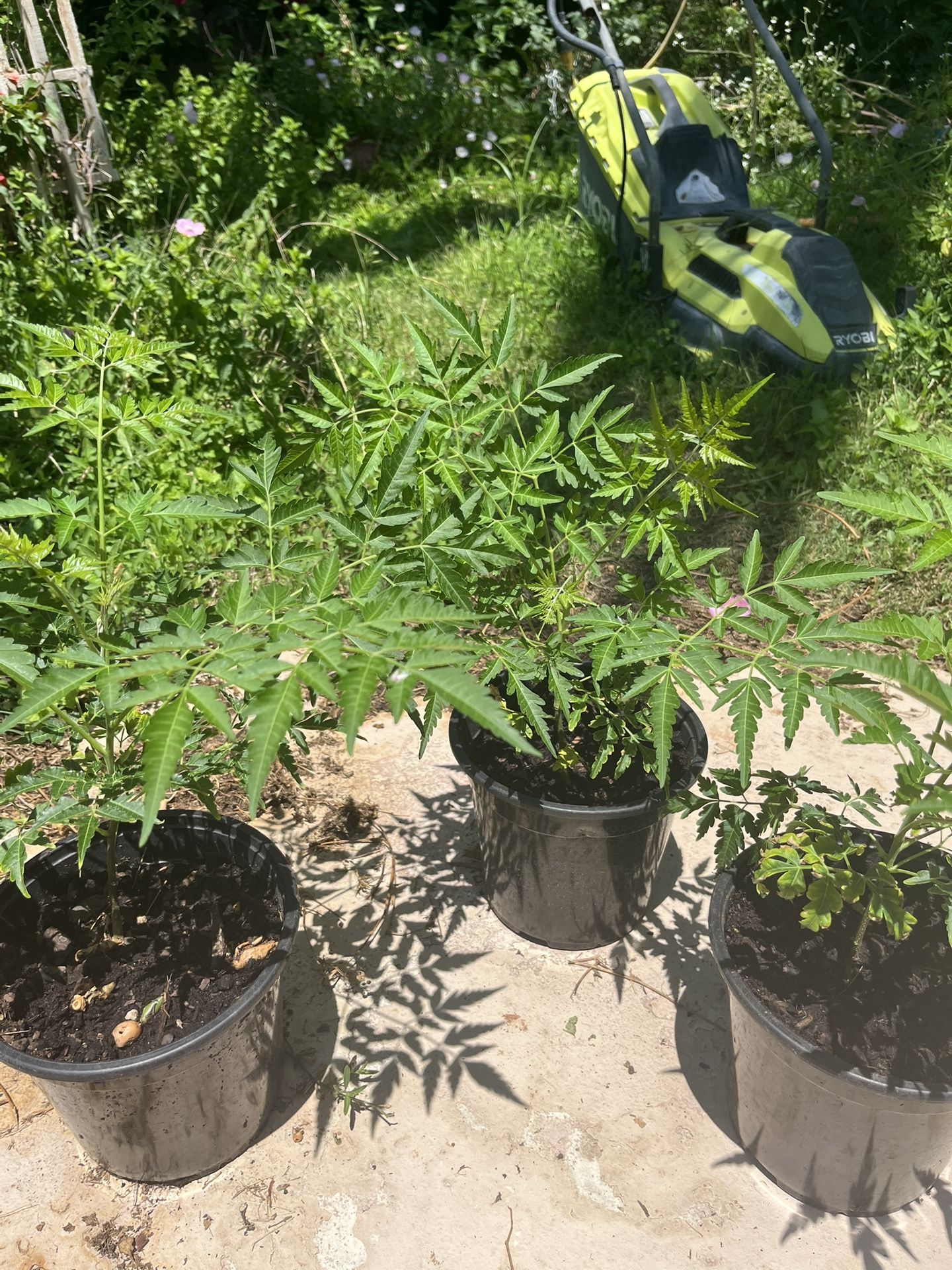 Melia Azadarach/ Bead Tree/ Chinaberry/ Persian Lilac