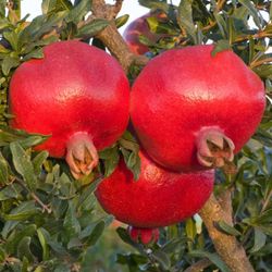 Wonderful Pomegranates Trees 🌳/ Árboles De Granadas 🌳$40.00 each 