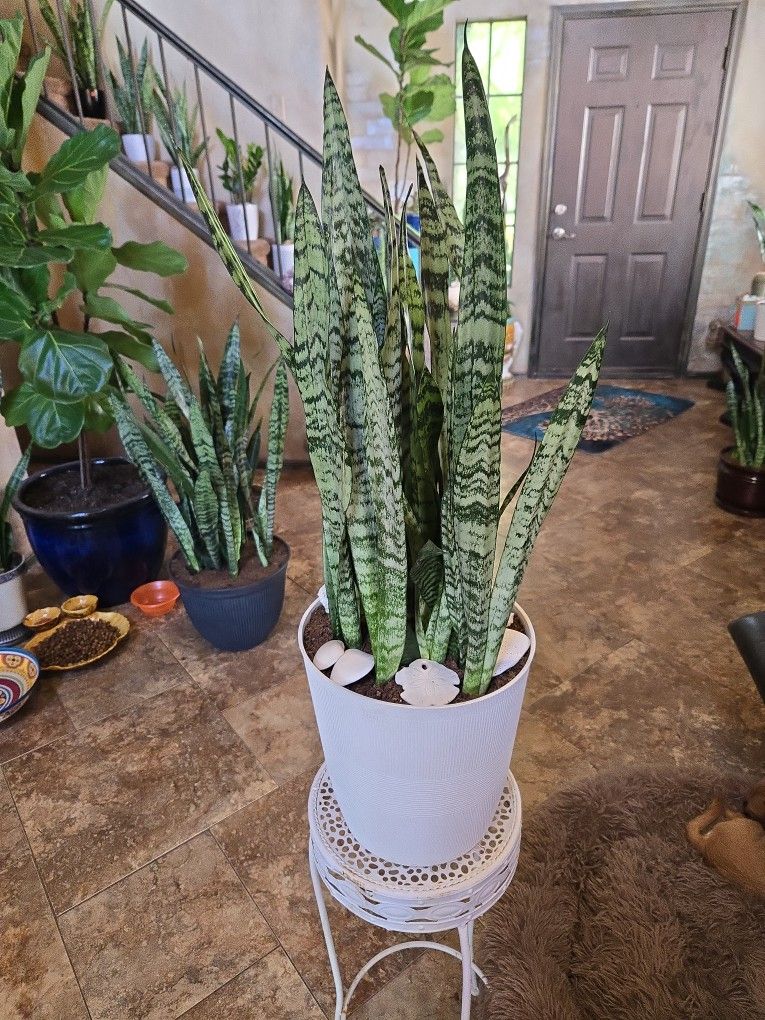 2ft 9in Tall Sansevieria Snake Plant In Nice Plastic Pot With Shells