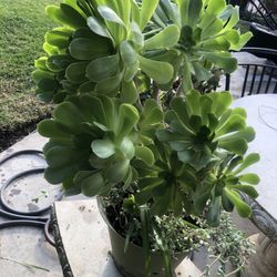Large Succulent Plant 
