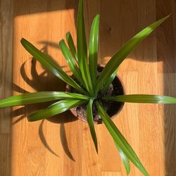 Spider Plant In Teracotta
