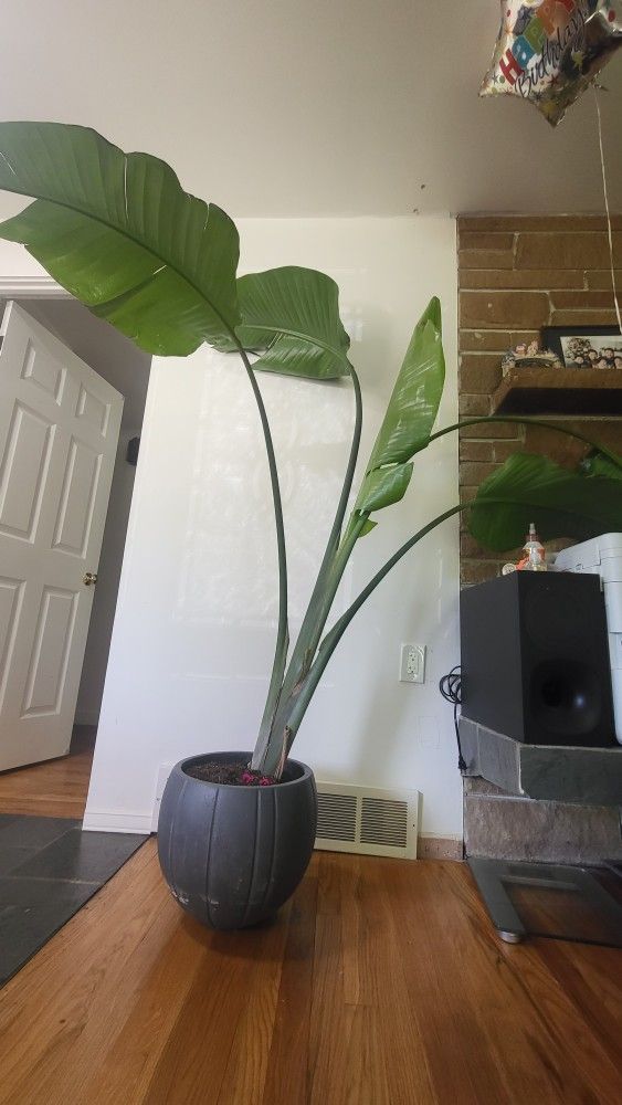 Indoor BANNA PLANT