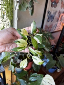 Uncommon Hoya minara