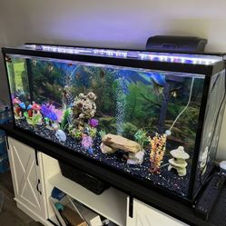 55 Gallon Fish Tank