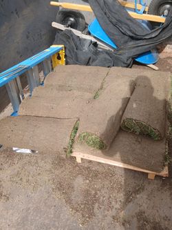 Fresh sod