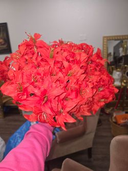 Poinsettias Flowers Bulk Deal