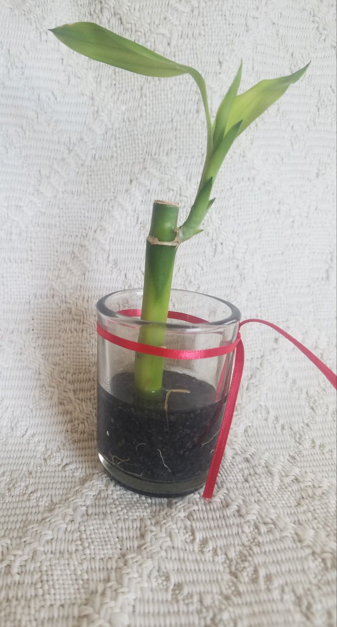 Lucky bamboo