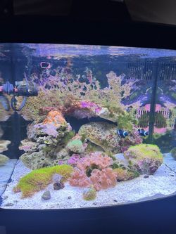Biocube led Saltwater Aquarium w Corals