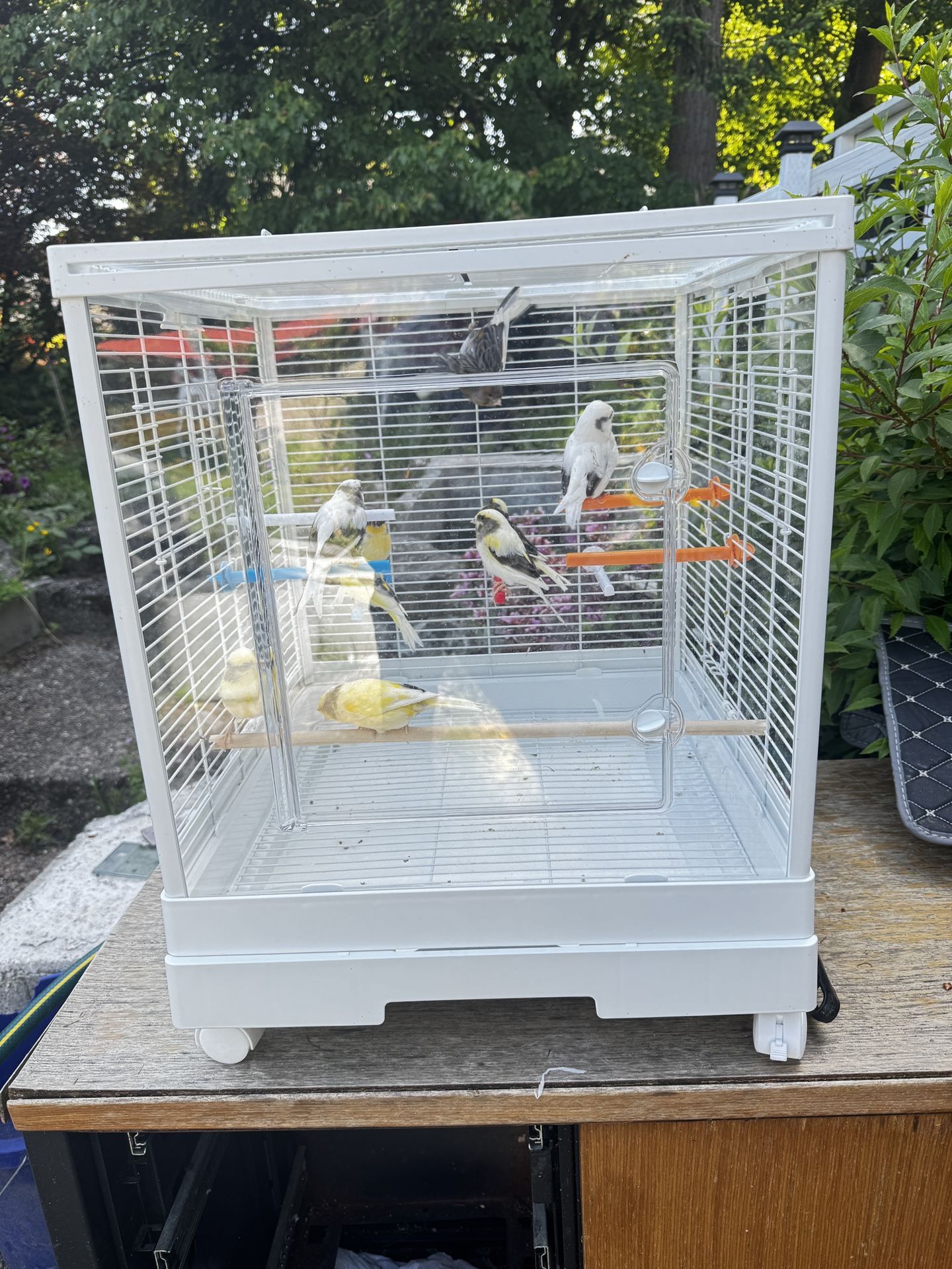 Bird Cage Acrylic