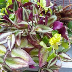 Beautiful hanging Indoor and outdoor plants starting at 4" pot $5.