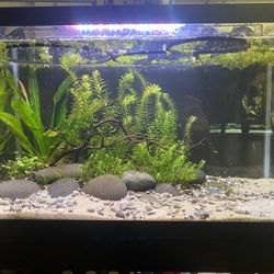 10 Gallon Aquascaped Planted Aquarium Fish Tank