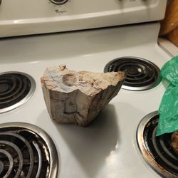 8 Pound Petrified Wood Piece 