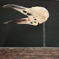 Crow Skull Mounted Prepared By A Taxidermist 